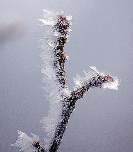 surface hoar frost on small branch